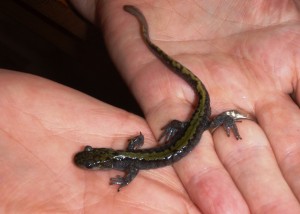 Long-toed Salamander